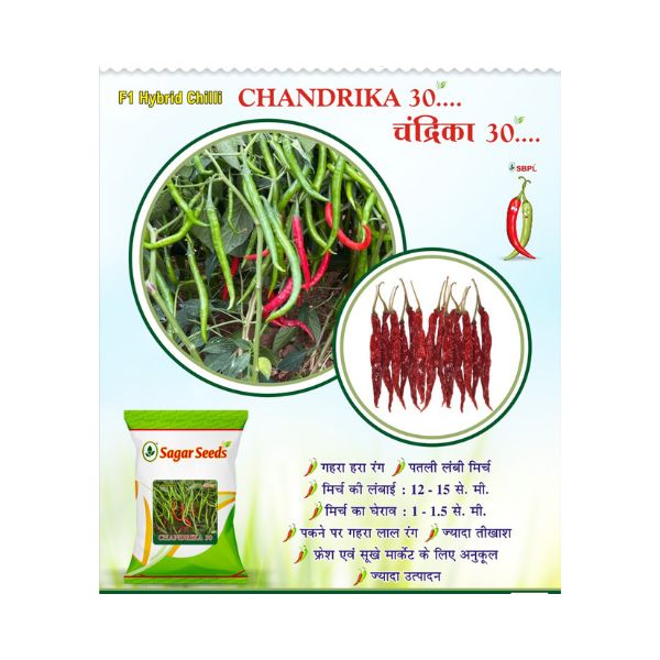 Chelli Merchii Chandrika Chilli Seeds â Kheti Trends