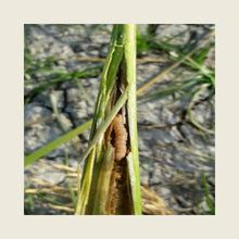 furadan herbicide FMC FURADAN INSECTICIDE – Kheti Trends