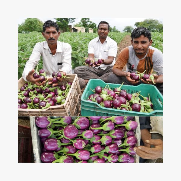 Purple Brinjal Seed,Purple Brinjal seeds,purple king brinjal seeds,Org ...